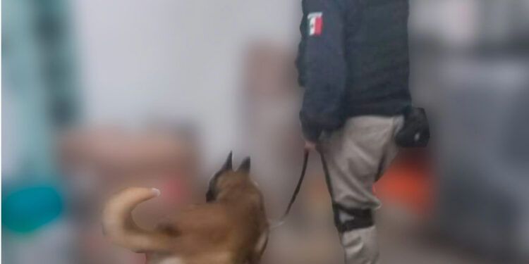 Unidad K9 decomisa 41 kilos de droga en Puebla