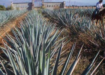 Proponen legislación que proteja al agave