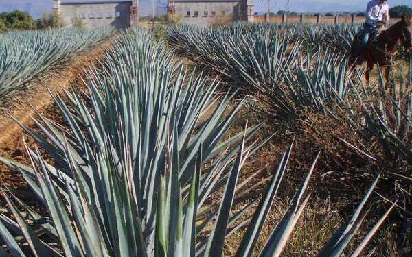 Proponen legislación que proteja al agave