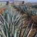 Proponen legislación que proteja al agave