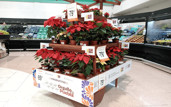 Impulsan venta de flor de nochebuena poblana en tiendas Chedraui