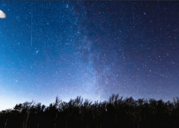 Panspermia: un enigma genético del reino animal