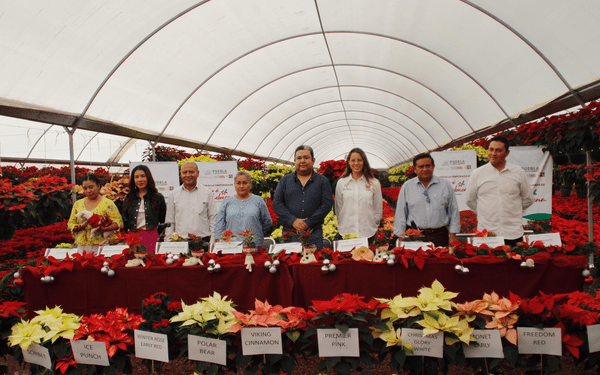 Inicia promoción de la flor de Nochebuena poblana