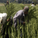 Campo poblano, uno de los cuatro más rendidores