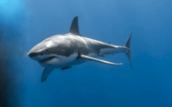 Turista estadounidense muere tras ser atacada por tiburón en Bahamas