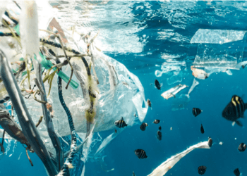 Encrucijada ambiental y el impacto ecológico de la tecnología
