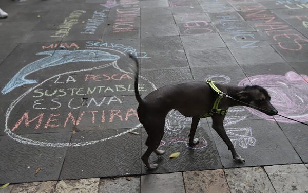 Se duplican quejas por maltrato animal; suman 222 en el año