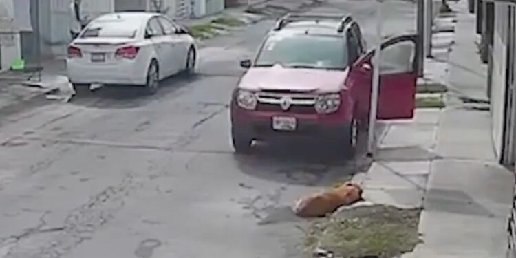 Chofer de una camioneta atropella intencionalmente a un perro en Galaxia Amalucan