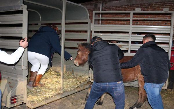 Caballo sufre maltrato animal y es rescatado en Coronango