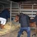 Caballo sufre maltrato animal y es rescatado en Coronango