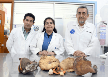 BUAP investiga hongos comestibles