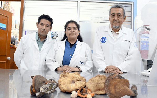 BUAP investiga hongos comestibles