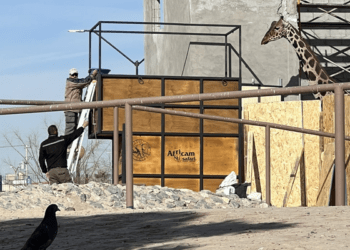 Inicia Africam Safari ensayos para traslado de Benito