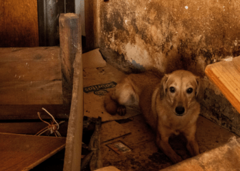Piden agilizar procesos por maltrato animal