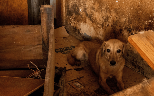 Piden agilizar procesos por maltrato animal