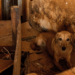 Piden agilizar procesos por maltrato animal
