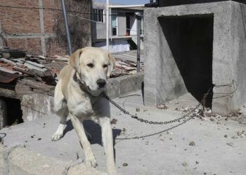 A la alza, denuncias por maltrato animal
