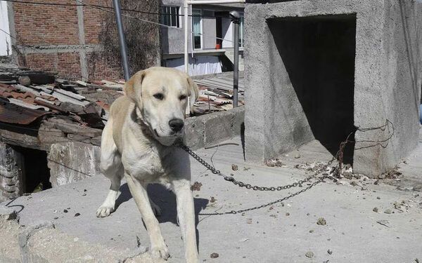 A la alza, denuncias por maltrato animal