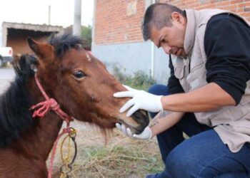 Exigen protectores de animales que zoofilia sea tipificada como delito en Puebla