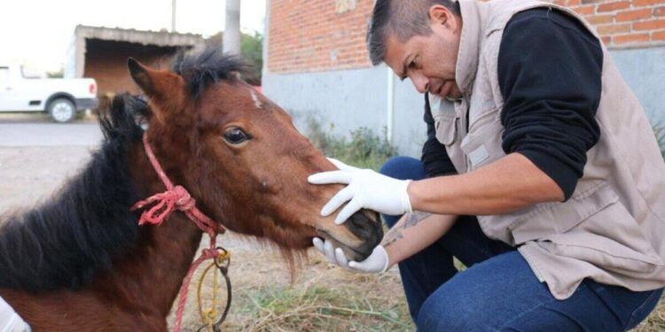 Exigen protectores de animales que zoofilia sea tipificada como delito en Puebla