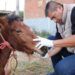 Exigen protectores de animales que zoofilia sea tipificada como delito en Puebla