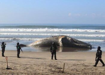 Ballena jorobada aparece muerta en la zona diamante de Acapulco