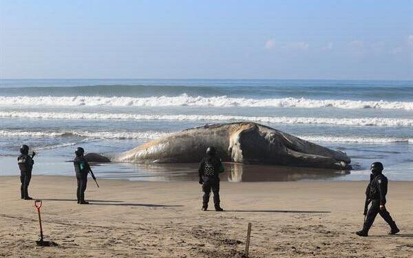 Ballena jorobada aparece muerta en la zona diamante de Acapulco