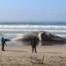 Ballena jorobada aparece muerta en la zona diamante de Acapulco