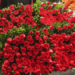 Baja venta de flores