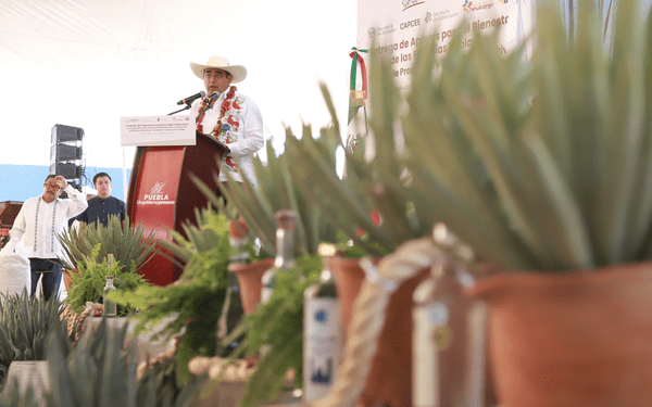 Inicia programa de impulso al Agave Mezcalero 2024 en la Mixteca poblana