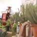 Inicia programa de impulso al Agave Mezcalero 2024 en la Mixteca poblana