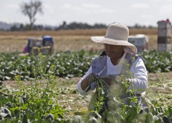 Campo poblano deberá sustituir glifosato este año