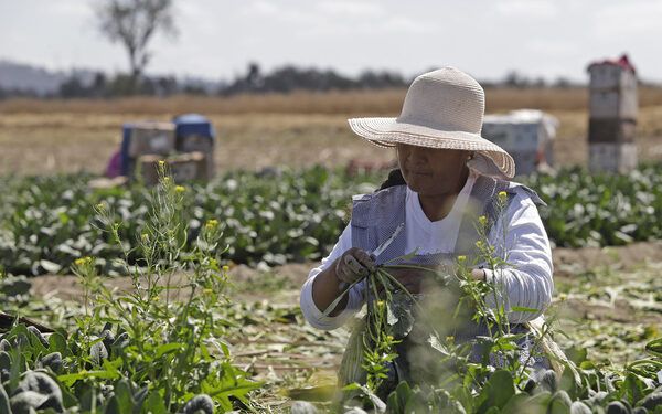 Campo poblano deberá sustituir glifosato este año