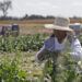 Campo poblano deberá sustituir glifosato este año