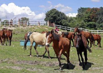 Se mantendrán equinos en Cuacolandia, señala Medio Ambiente