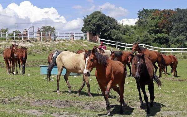 Se mantendrán equinos en Cuacolandia, señala Medio Ambiente
