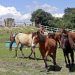 Se mantendrán equinos en Cuacolandia, señala Medio Ambiente