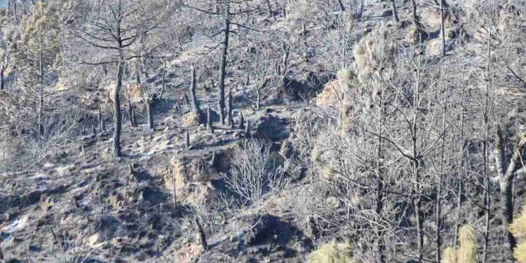 Laboran más de cien brigadistas en incendio forestal de Libres