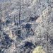 Laboran más de cien brigadistas en incendio forestal de Libres