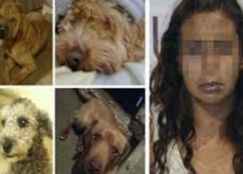 Mujer «mataperros» es detenida en Puebla