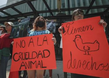 Activistas denuncian a legislador que promovió sacrificio animal en el Senado