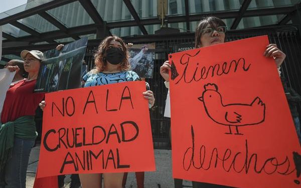 Activistas denuncian a legislador que promovió sacrificio animal en el Senado