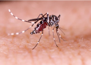 Vacuna brasileña contra el zika muestra eficacia en pruebas con ratones