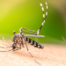 Brasil registra récord anual de muertes por dengue