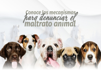 Congreso de Puebla refuerza mecanismos de denuncia ante casos de maltrato animal