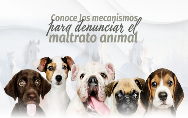Congreso de Puebla refuerza mecanismos de denuncia ante casos de maltrato animal