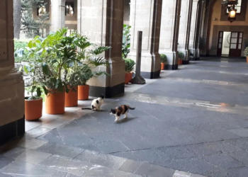 PETA reconoce al Gobierno de México por proteger a los gatos de Palacio Nacional