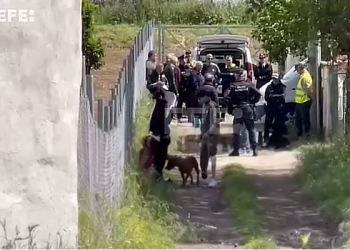 Dos pitbulls matan a un bebé y hieren a su madre en Italia