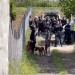 Dos pitbulls matan a un bebé y hieren a su madre en Italia
