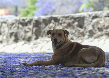 Condenado; apuñaló a un perro